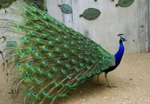 Pavo_cristatus_male_-feathers-8a