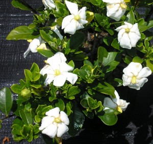 GARDENIA