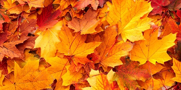 autumn-leaves-new_0