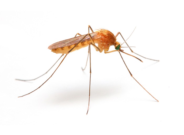 Anopheles mosquito, dangerous vehicle of infection.
